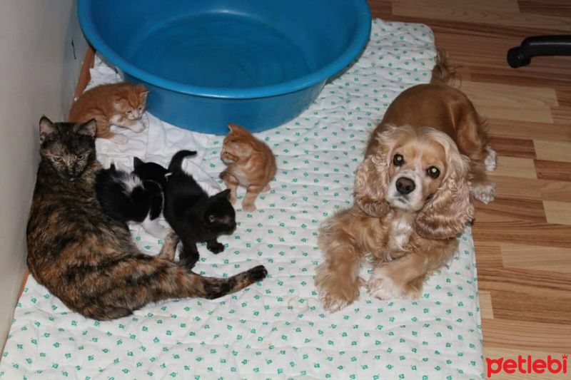 Amerikan Cocker Spaniel, Köpek  Kiara fotoğrafı