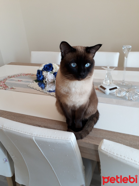 Siyam Kedisi, Kedi  TARÇIN fotoğrafı