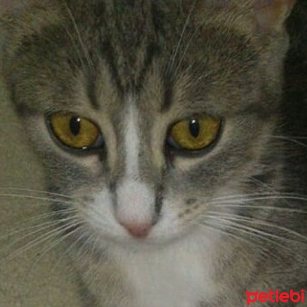 Tekir Kedi, Kedi  Maya fotoğrafı