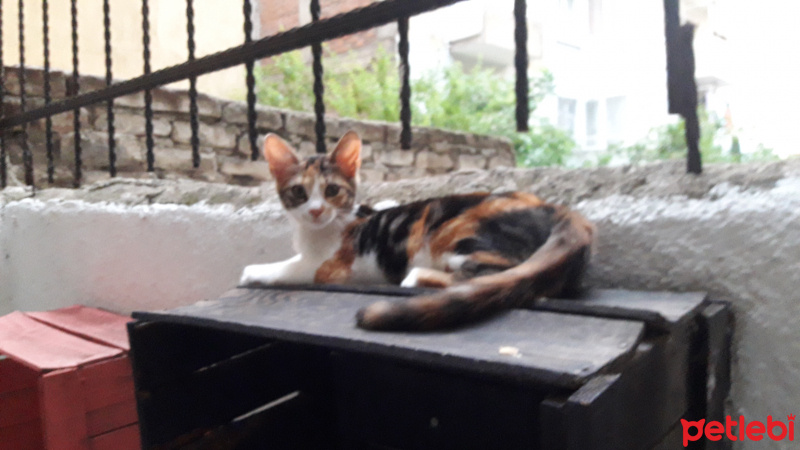 Tekir Kedi, Kedi  Minnoş fotoğrafı