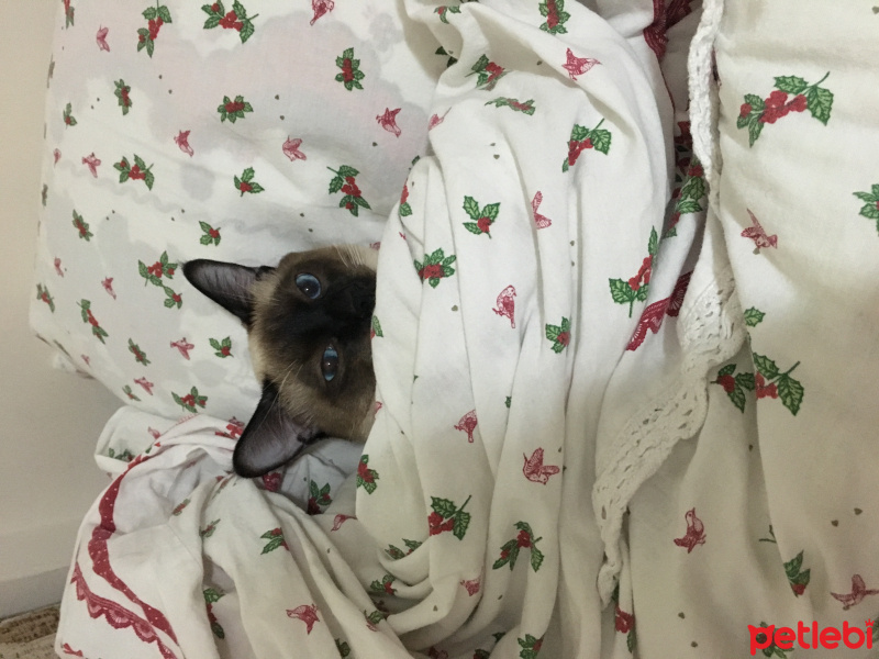 Siyam Kedisi, Kedi  Lokum fotoğrafı