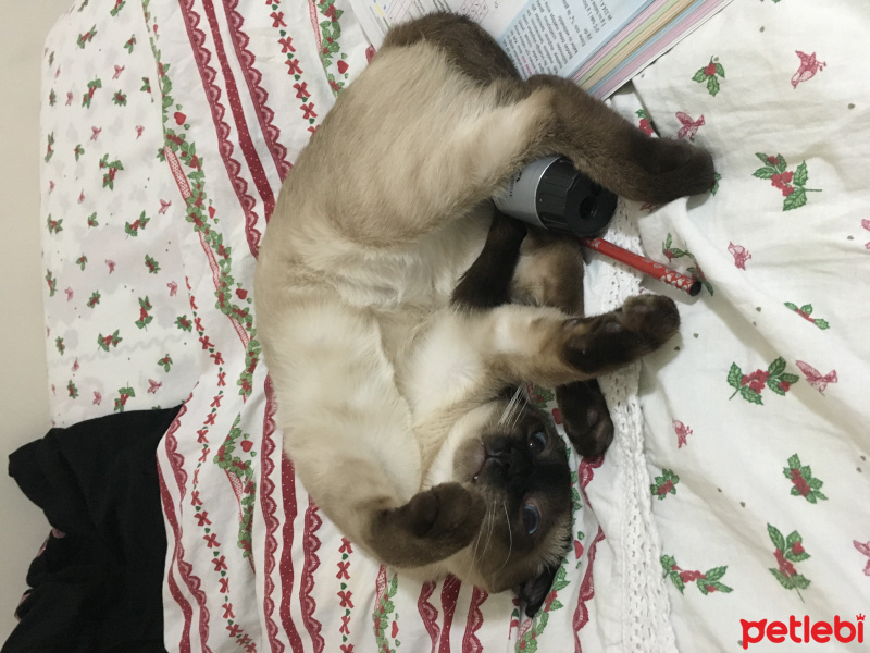 Siyam Kedisi, Kedi  Lokum fotoğrafı
