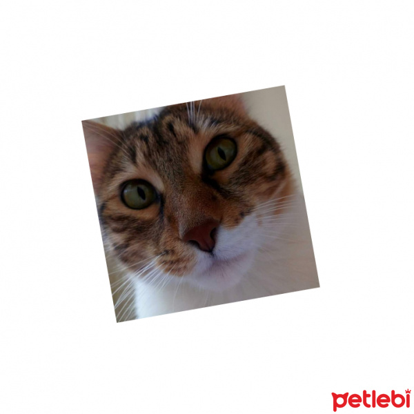 Tekir Kedi, Kedi  Veronica fotoğrafı