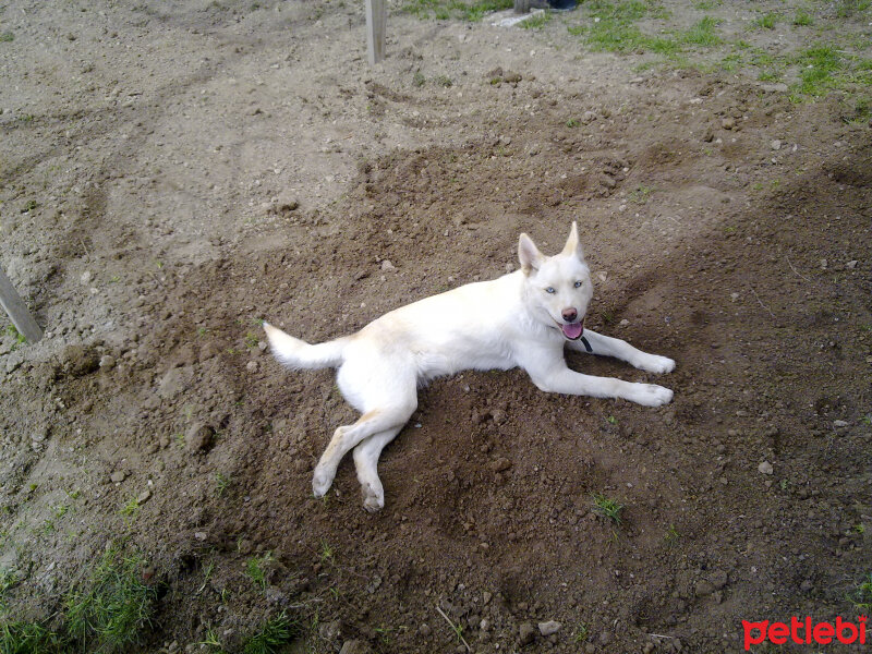 Sibirya Kurdu (Husky), Köpek  Lucky fotoğrafı