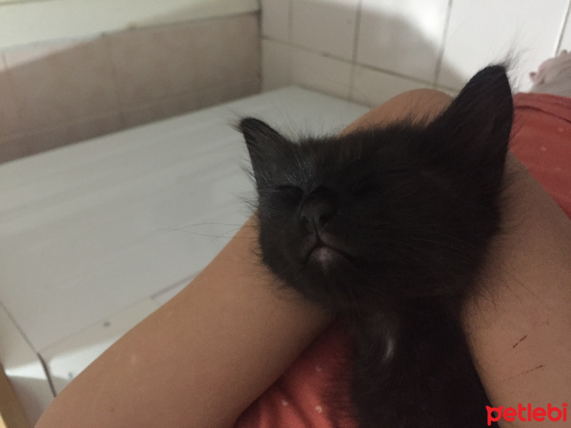 Tuxedo (Smokin) Kedi, Kedi  Pascal fotoğrafı