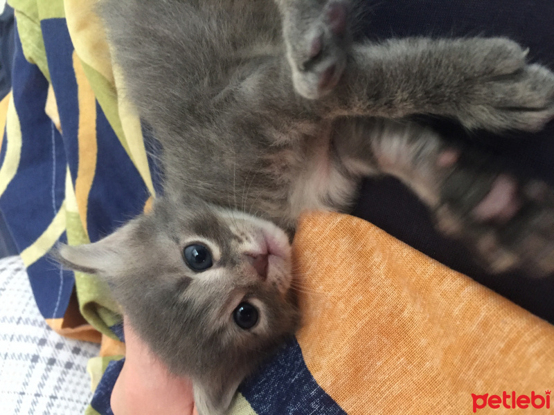 Oriental Longhair, Kedi  Pepe fotoğrafı