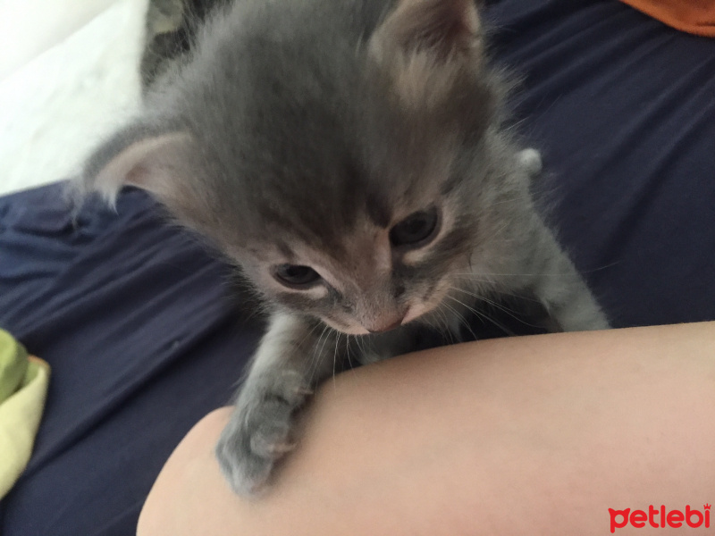 Oriental Longhair, Kedi  Pepe fotoğrafı