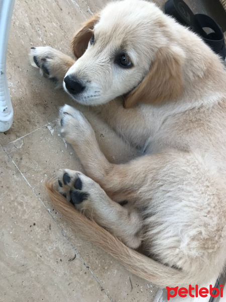 Golden Retriever, Köpek  Golden fotoğrafı