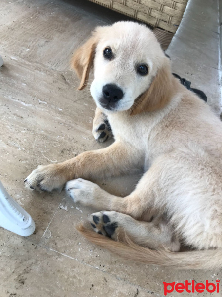 Golden Retriever, Köpek  Golden fotoğrafı