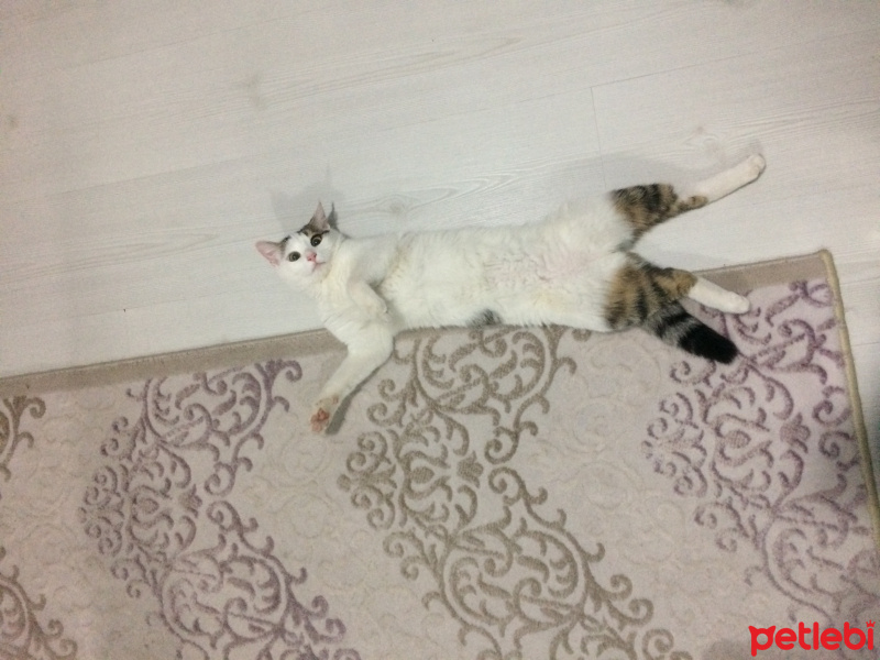 Tekir Kedi, Kedi  Coconut fotoğrafı