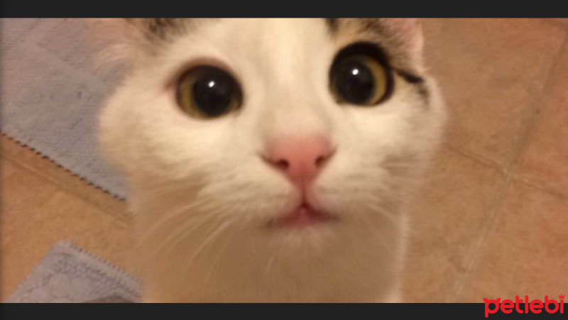 Tekir Kedi, Kedi  Coconut fotoğrafı