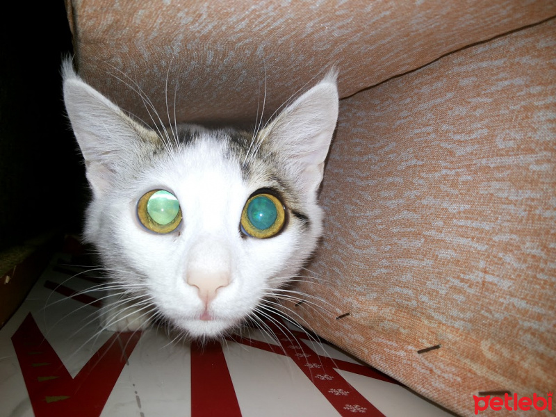 Tekir Kedi, Kedi  Coconut fotoğrafı