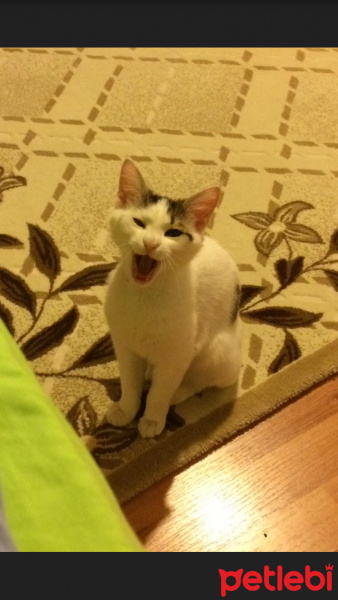Tekir Kedi, Kedi  Coconut fotoğrafı