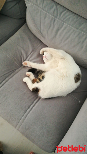 Tekir Kedi, Kedi  Coconut fotoğrafı