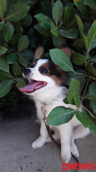 Pappilon, Köpek  Grace fotoğrafı