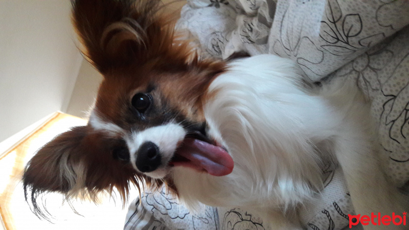 Pappilon, Köpek  Grace fotoğrafı