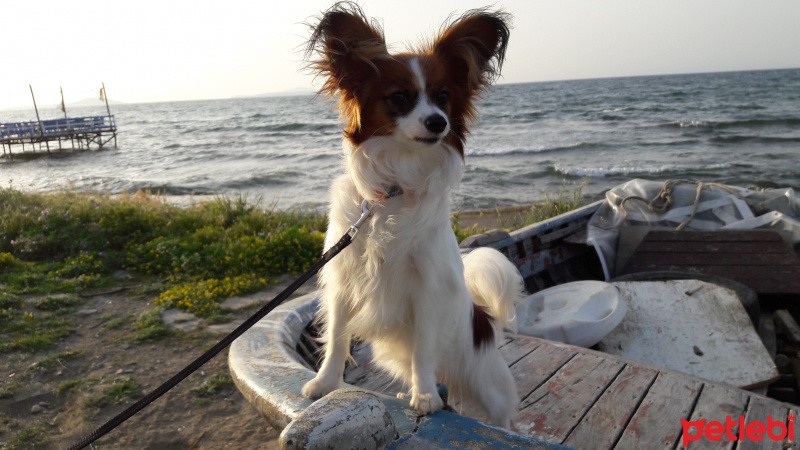 Pappilon, Köpek  Grace fotoğrafı
