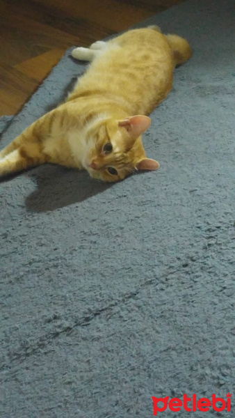 Tekir Kedi, Kedi  Loki fotoğrafı
