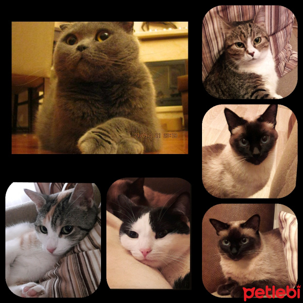 Tekir Kedi, Kedi  Bizim Aile fotoğrafı
