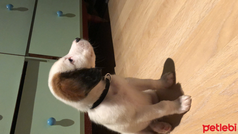Labrador Retriever, Köpek  Fox fotoğrafı