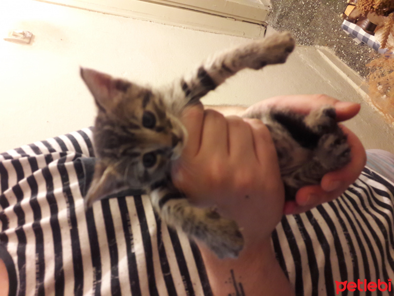 Soke, Kedi  4 kardeş( bık bık-D-, hanım-D-, muşmuk-D, bıdık-E) fotoğrafı