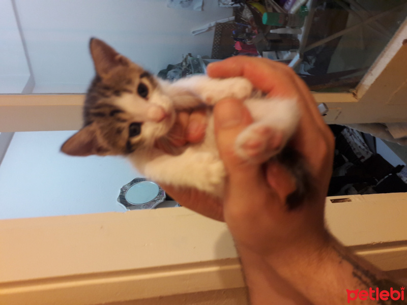 Soke, Kedi  4 kardeş( bık bık-D-, hanım-D-, muşmuk-D, bıdık-E) fotoğrafı