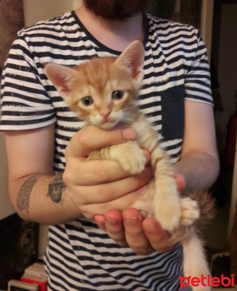Soke, Kedi  4 kardeş( bık bık-D-, hanım-D-, muşmuk-D, bıdık-E) fotoğrafı