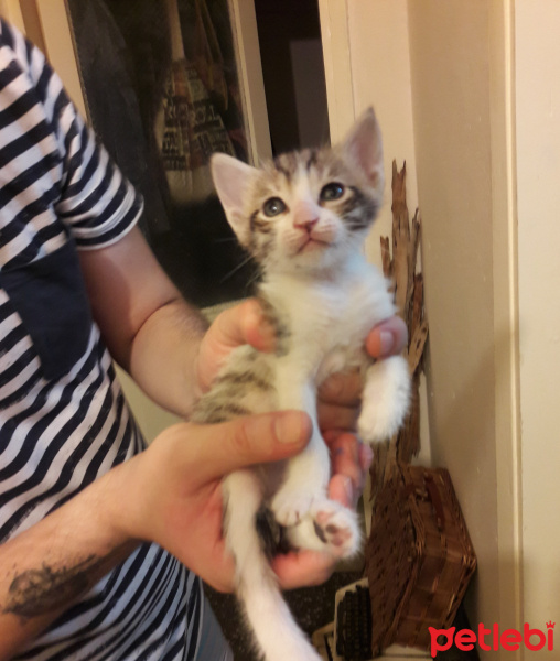 Soke, Kedi  4 kardeş( bık bık-D-, hanım-D-, muşmuk-D, bıdık-E) fotoğrafı