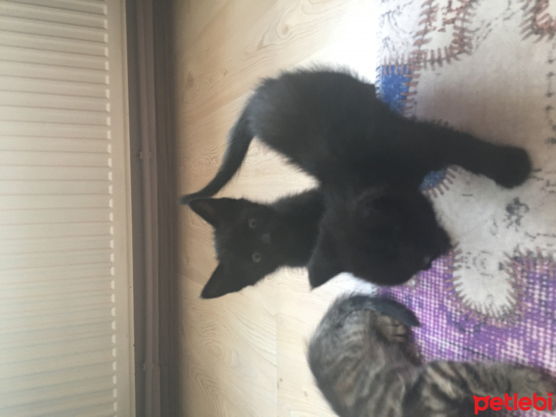Tekir Kedi, Kedi  Lucy fotoğrafı