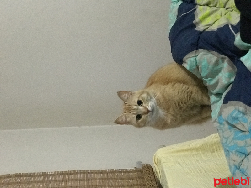 Tekir Kedi, Kedi  Peri fotoğrafı