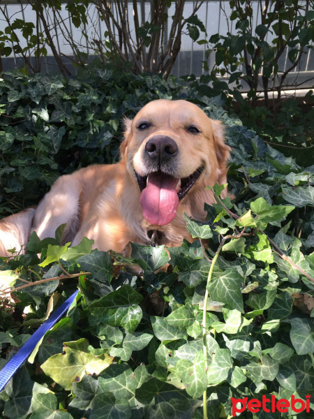 Golden Retriever, Köpek  Leo fotoğrafı