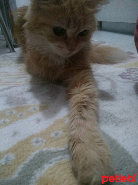 İran Kedisi (Persian), Kedi  Prenses fotoğrafı