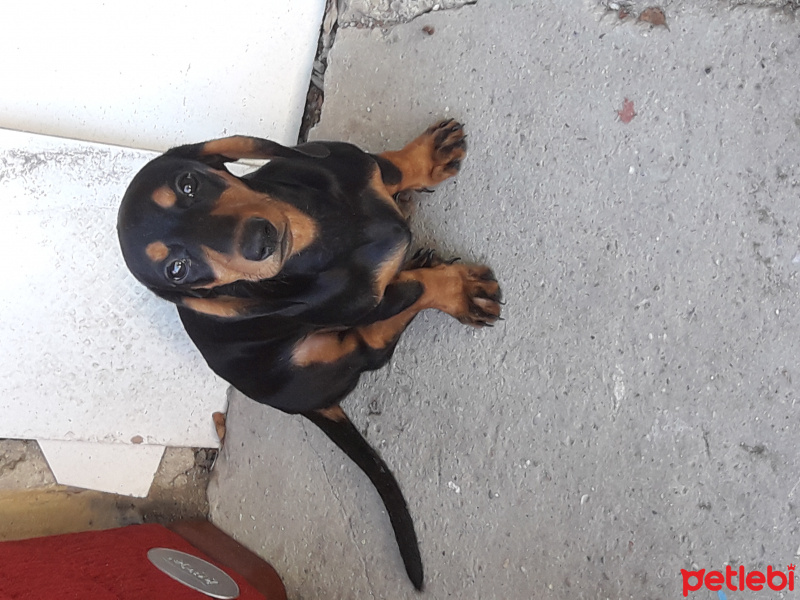 Dachshund (Sosis), Köpek  Şila fotoğrafı