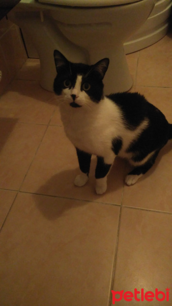 Tekir Kedi, Kedi  Şanslı fotoğrafı