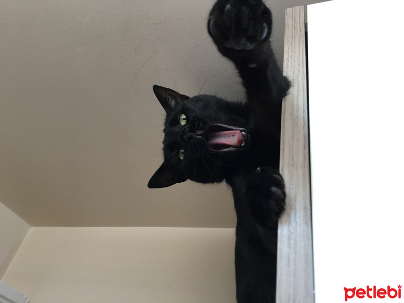 Bombay, Kedi  Ra fotoğrafı