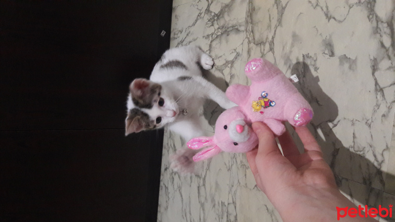 Tekir Kedi, Kedi  Hayta fotoğrafı
