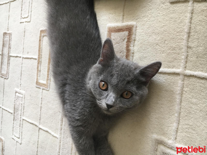 British Shorthair, Kedi  Müezza fotoğrafı