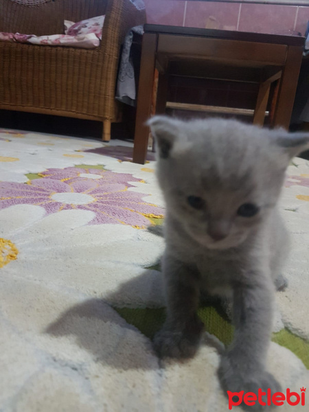 British Shorthair, Kedi  Yavru British fotoğrafı