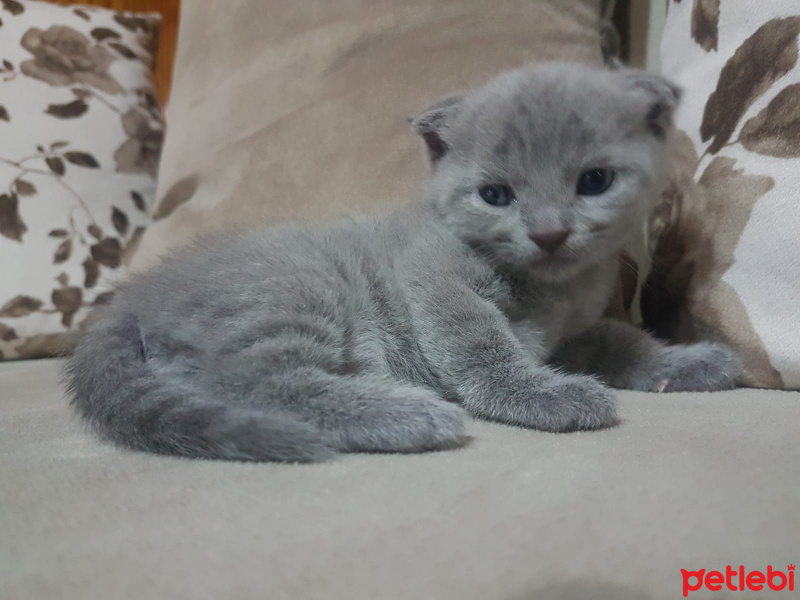 British Shorthair, Kedi  Yavru British fotoğrafı