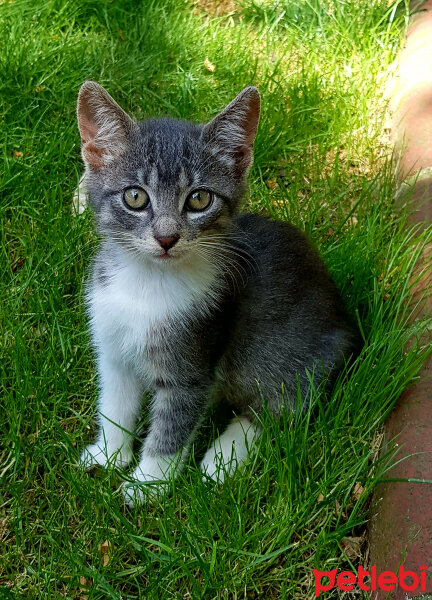 Brazilian Shorthair, Kedi  Fındık Hanım fotoğrafı