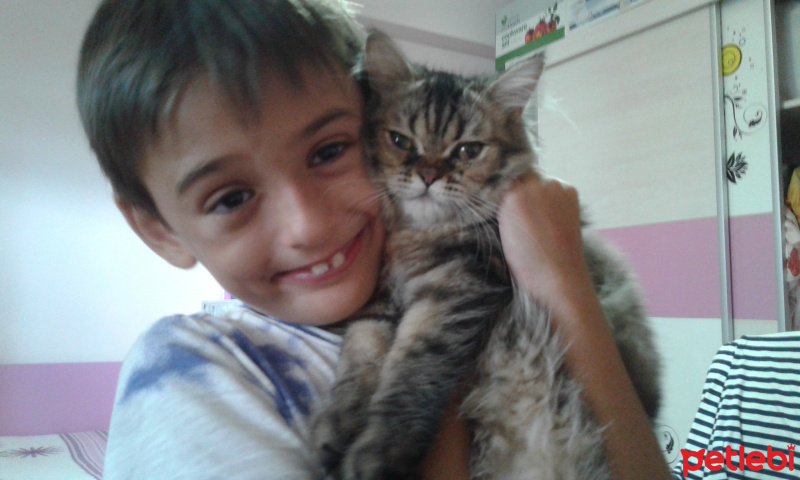 İran Kedisi (Persian), Kedi  bade fotoğrafı