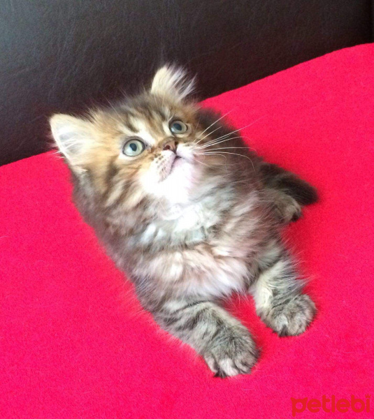 İran Kedisi (Persian), Kedi  bade fotoğrafı