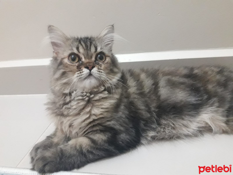 İran Kedisi (Persian), Kedi  bade fotoğrafı