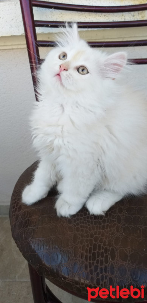 İran Kedisi (Persian), Kedi  Paşa fotoğrafı