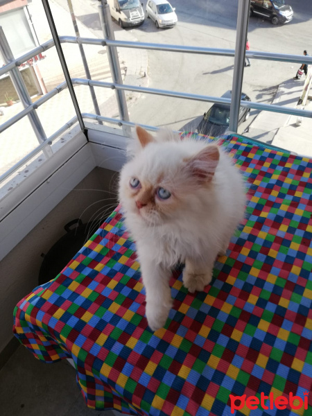 İran Kedisi (Persian), Kedi  Paşa fotoğrafı
