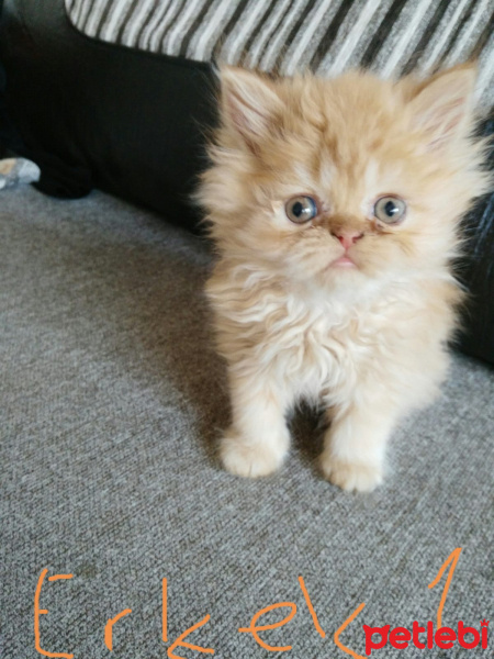 İran Kedisi (Persian), Kedi  Paşa fotoğrafı