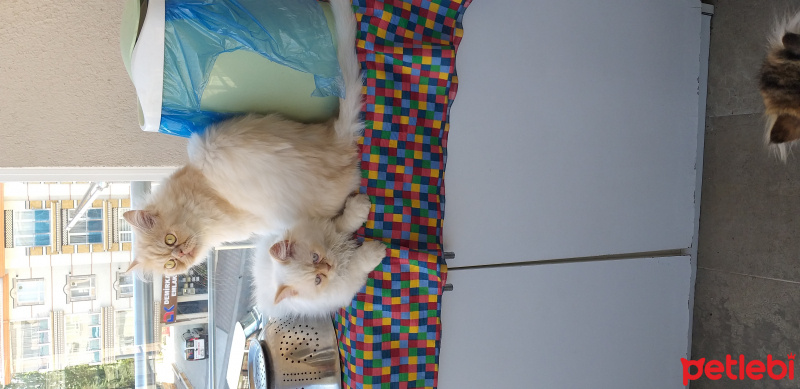 İran Kedisi (Persian), Kedi  Paşa fotoğrafı