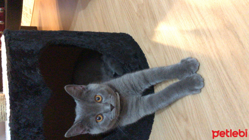 British Shorthair, Kedi  Duman fotoğrafı