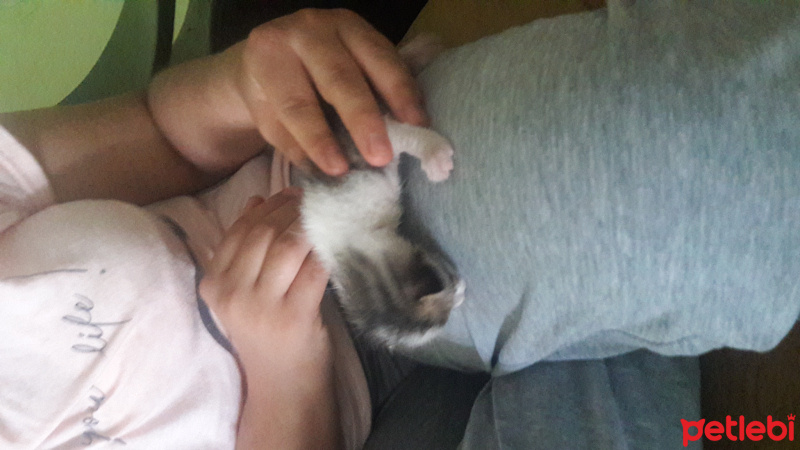 Tekir Kedi, Kedi  Yavuz fotoğrafı