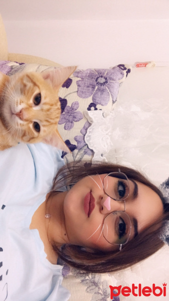 Tekir Kedi, Kedi  Sherlock fotoğrafı